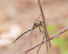 Eusynthemis virgula