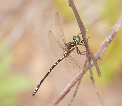 Eusynthemis virgula