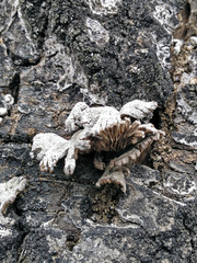 Schizophyllum commune