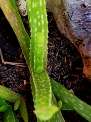 Aloe vera