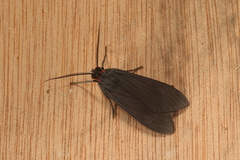 Episcepsis hypoleuca