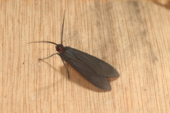 Episcepsis hypoleuca