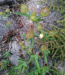 Hibiscus richardsonii