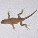 Merriam's Canyon Lizard - Photo (c) David G. Barker, some rights reserved (CC BY-NC), uploaded by David G. Barker