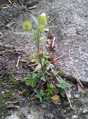 Hibiscus richardsonii