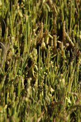 Salicornia tegetaria
