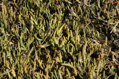 Salicornia tegetaria
