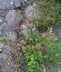 Hibiscus richardsonii