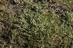 Salicornia natalensis