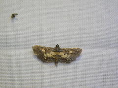 Eurrhyparodes bracteolalis