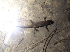 Lissotriton helveticus