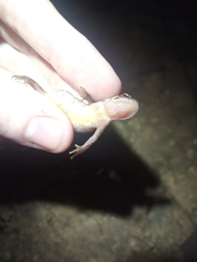 Lissotriton helveticus