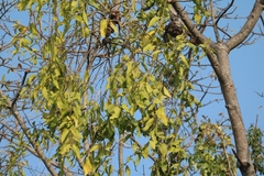 Dendrophthoe falcata