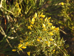 Ulex argenteus subsericeus