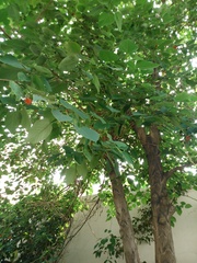 Broussonetia papyrifera