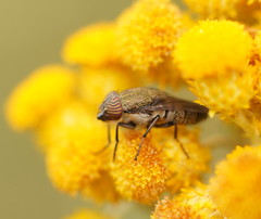 Stomorhina subapicalis