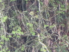 Accipiter striatus ventralis