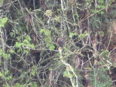 Accipiter striatus ventralis