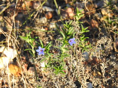 Glandora prostrata lusitanica