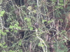 Accipiter striatus ventralis