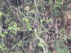 Accipiter striatus ventralis