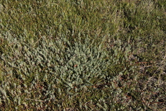 Chenolea diffusa