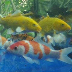 Cyprinus rubrofuscus