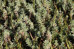 Chenolea diffusa