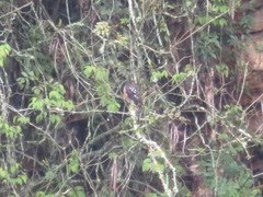 Accipiter striatus ventralis