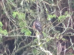 Accipiter striatus ventralis