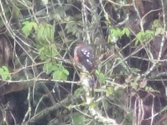 Accipiter striatus ventralis