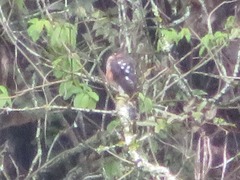 Accipiter striatus ventralis