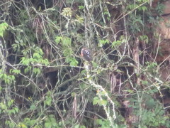 Accipiter striatus ventralis