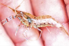 Palaemon serenus