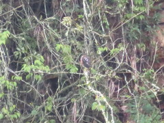 Accipiter striatus ventralis