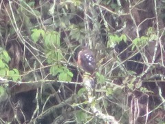 Accipiter striatus ventralis