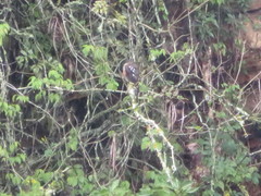 Accipiter striatus ventralis
