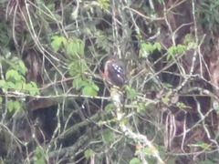 Accipiter striatus ventralis