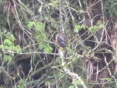 Accipiter striatus ventralis