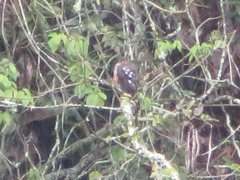 Accipiter striatus ventralis