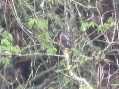 Accipiter striatus ventralis