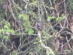 Accipiter striatus ventralis