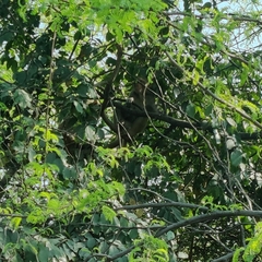 Macaca mulatta