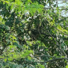 Macaca mulatta