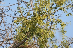 Dendrophthoe falcata