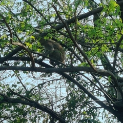 Macaca mulatta
