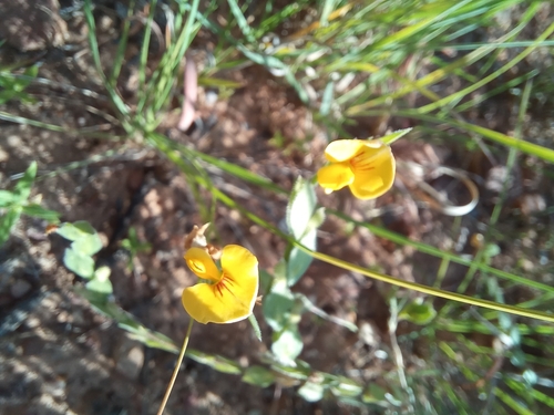 Image of Zornia linearis by no rights reserved
