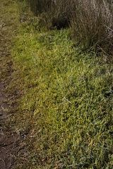 Salicornia tegetaria