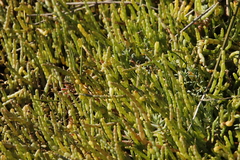 Salicornia tegetaria