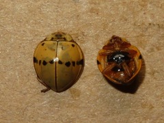 Psyllobora abancayana